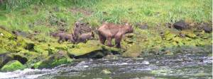 Brown bear and cubs