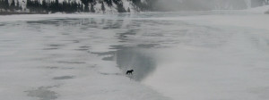 Wolf on Stikine1